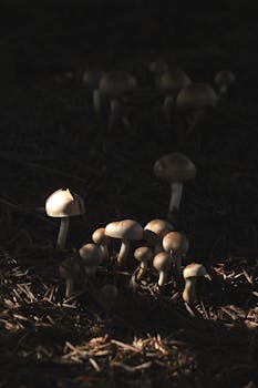 Slot machines casino