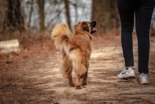 mahjong tiles closeup