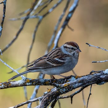 online gaming concept