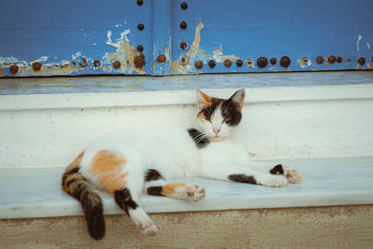 online payment screen